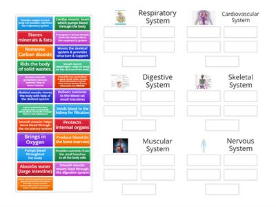 Body Systems - Functions (detailed)