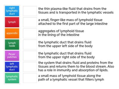 Lymphatic System