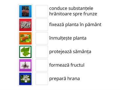 Părțile plantei și rolurile lor