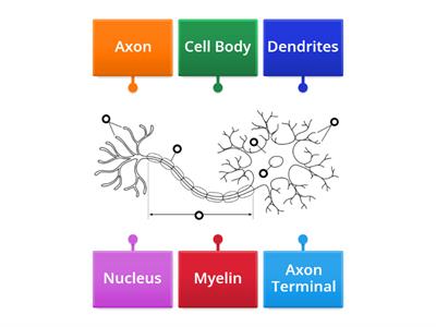 Neuron Diagram