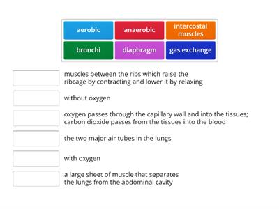 The Respiratory System