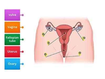 Female reproductive system