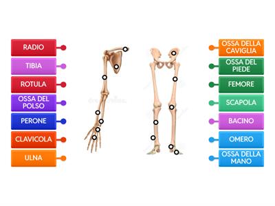SCHELETRO: ARTI INFERIORI E SUPERIORI