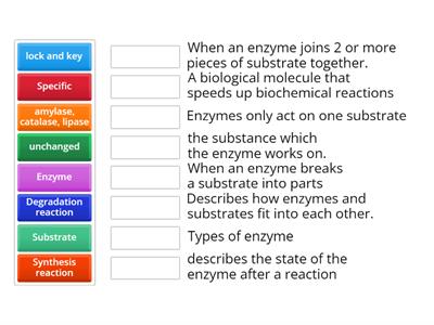 Enzymes (N4 Biology)