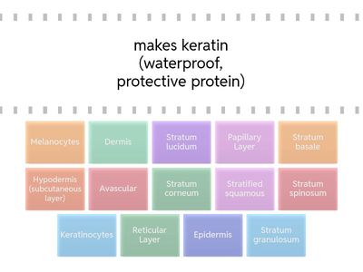 Review: Vocabulary 1-Integumentary System