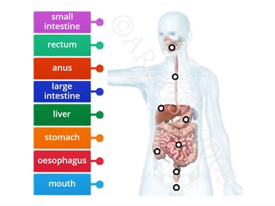 Digestive system year 8