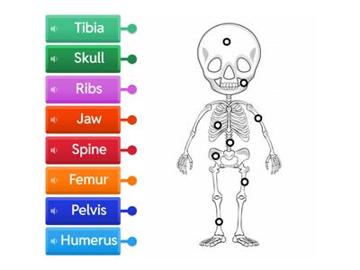 Locomotor system: THE BONES