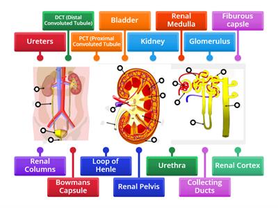Urinary System Diagram