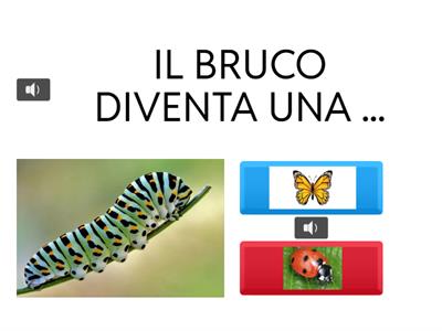 DA BRUCO A FARFALLA