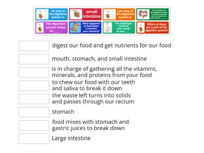 Digestive System