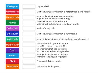 Kingdoms Vocabulary