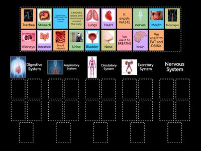 Body Systems - 3rd Grade
