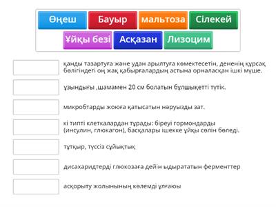 Адамның ас қорыту жүйесі