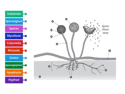 LC Biology - Rhizopus Label Diagram