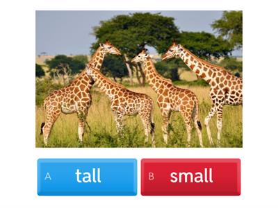 tall, Small, Heavy, Light, full, empty 