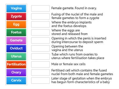 Female reproduction functions