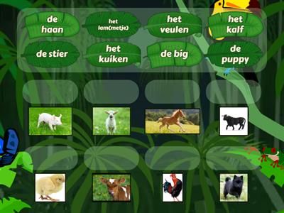 Dieren - 1 (Groep 5)