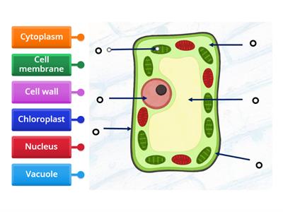 S1 BGE plant cell