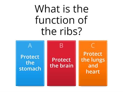 Skeleton Quiz Gr 4