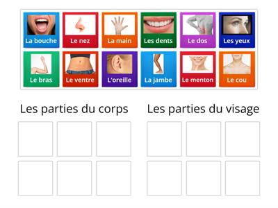 Les parties du corps et du visage