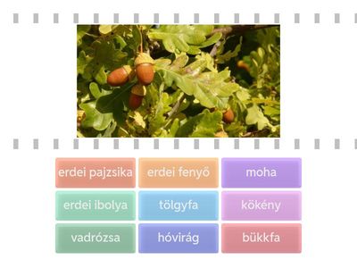 5. Az erdő növényvilága: fák, cserjék, lágyszárúak