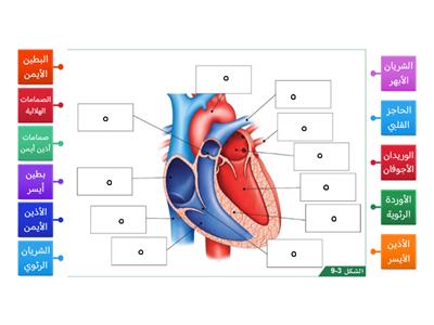 أجزاء القلب