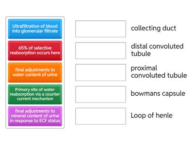 Mechanisms of the Nephron