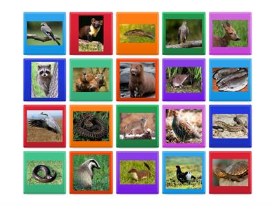 Животный мир Беларуси