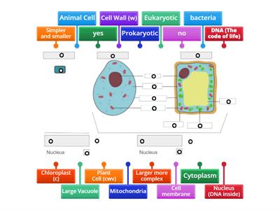 Prokaryotic vs. Eukaryotic Cells: "Cells Will Vary" in size and function