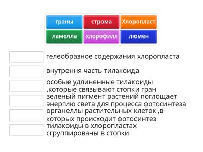 Структурные компоненты хлоропласта