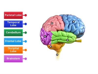 Diagram of the Brain- LABEL