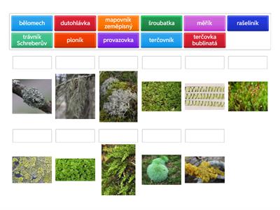 Lišejníky, řasy, mechorosty