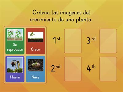 Ciclo de vida las plantas 