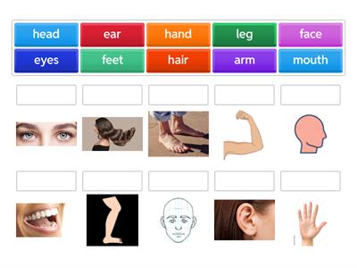 Body Parts ESL