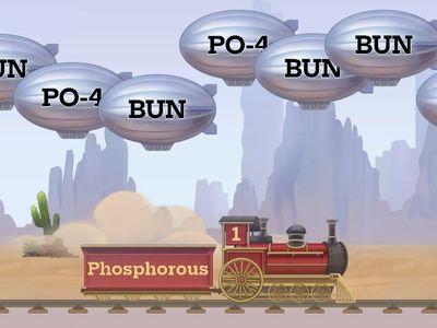 Kidney Biochemistry & Electrolytes