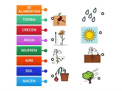 CICLO DE VIDA DE LAS PLANTAS 