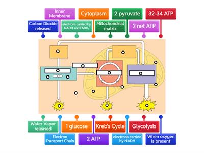 Cellular Respiration Diagram