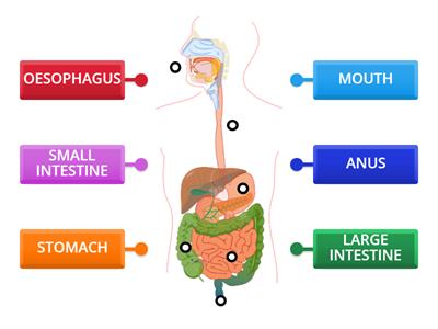 DIGESTIVE SYSTEM