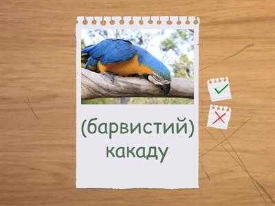 Українська Мова Морфологічна Норма: Іменник Рід