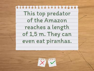 Rainforest River Animals Quiz 