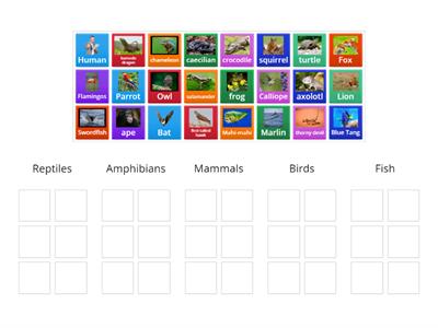 Mrs. Cook's Animal Classification