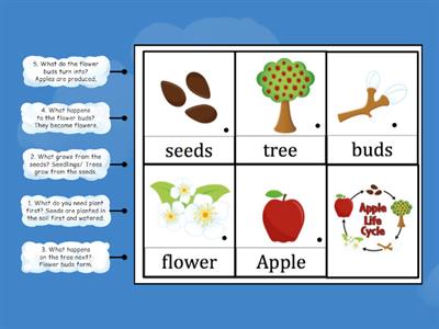 Life Cycle of An Apple, Label In Correct Order.