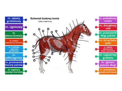 mięśnie konia - tył