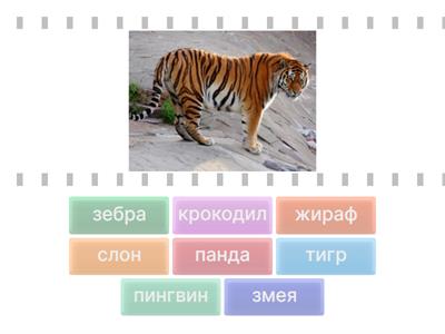 Животные (Привет)