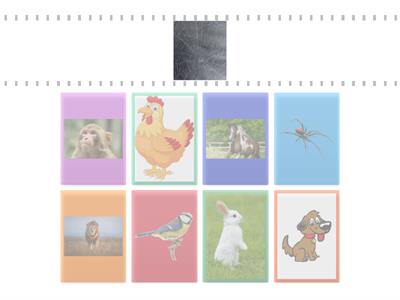 Animals and their homes - KG1