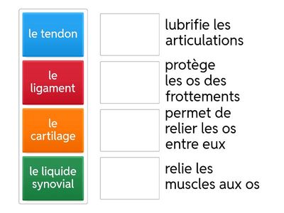 Parties des articulations et rôles