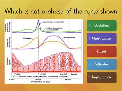 The menstrual cycle