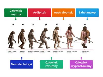 Ewolucja człowieka