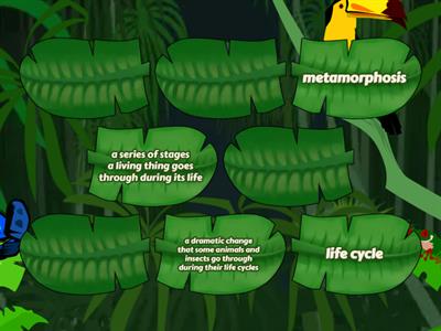 Insect Life Cycles & Metamorphosis