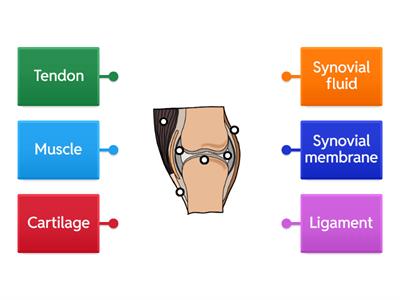 Synovial joint